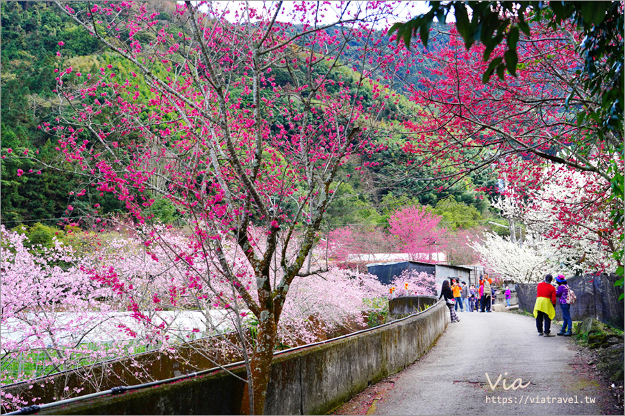 南投信義櫻花》草坪頭櫻花季～紅白大對決：櫻花、李花陸續盛開，今年實地最新實況跟我追～