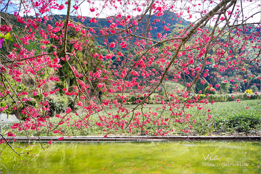 南投信義櫻花》草坪頭櫻花季～紅白大對決：櫻花、李花陸續盛開，今年實地最新實況跟我追～