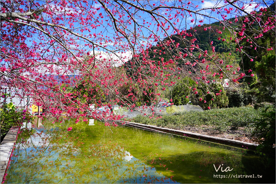 南投信義櫻花》草坪頭櫻花季～紅白大對決：櫻花、李花陸續盛開，今年實地最新實況跟我追～