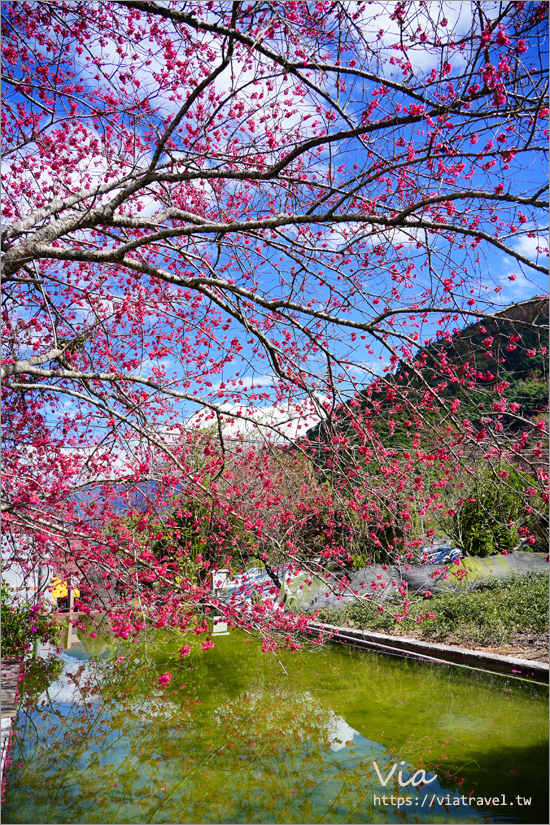 南投信義櫻花》草坪頭櫻花季～紅白大對決：櫻花、李花陸續盛開，今年實地最新實況跟我追～