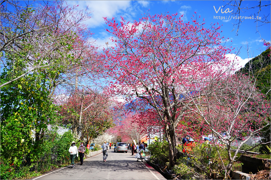 南投信義櫻花》草坪頭櫻花季～紅白大對決：櫻花、李花陸續盛開，今年實地最新實況跟我追～