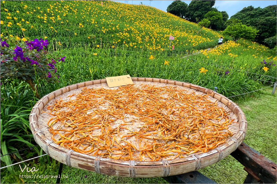 彰化花壇》虎山巖金針花～彰化最美的黃金色山坡！不用遠跑花東，這裡也能賞金針！