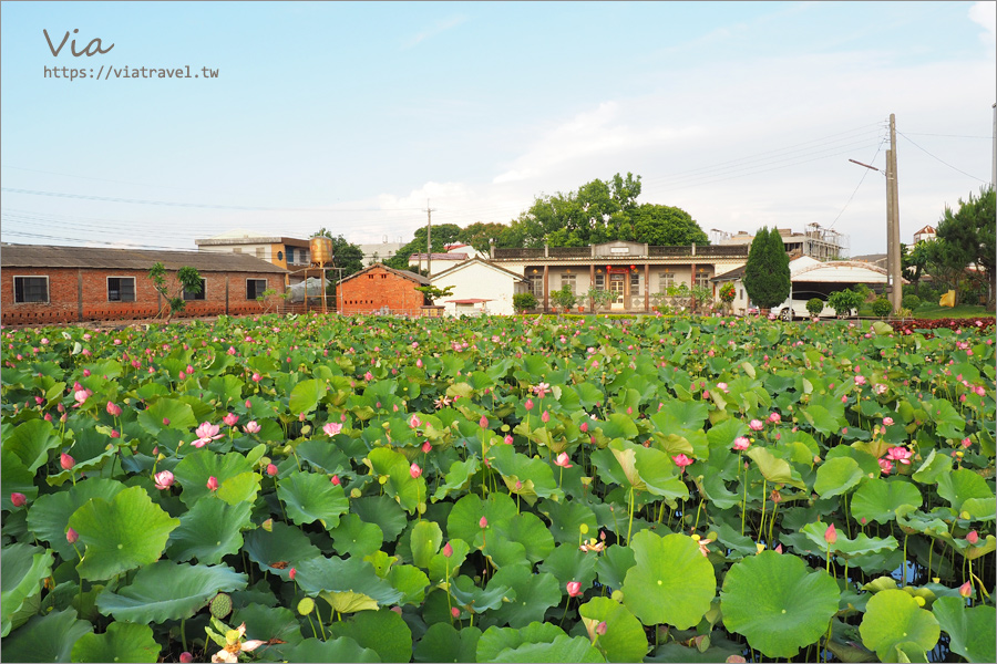 嘉義新港》大客荷塘～古厝＋荷花池塘美景一次收！滿滿荷花綻開的夢幻荷塘！