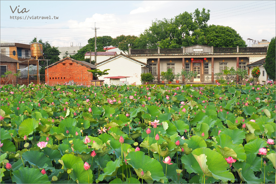 嘉義新港》大客荷塘～古厝＋荷花池塘美景一次收！滿滿荷花綻開的夢幻荷塘！