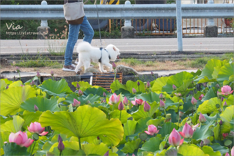 嘉義新港》大客荷塘～古厝＋荷花池塘美景一次收！滿滿荷花綻開的夢幻荷塘！