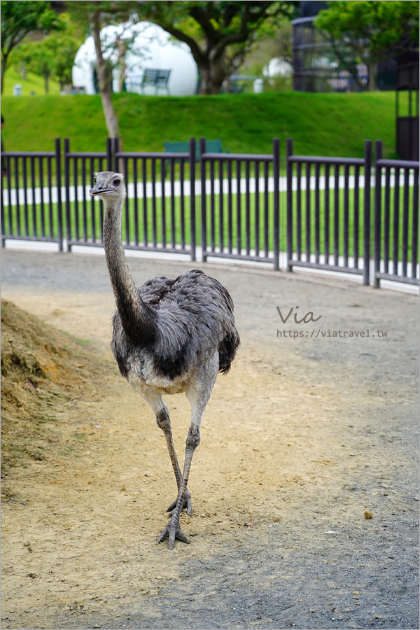 九九峰動物樂園》全新開幕！打造亞洲最大的鳥類主題樂園，超多鳥類、羊駝、狐獴等可愛動物和你近距離相見歡