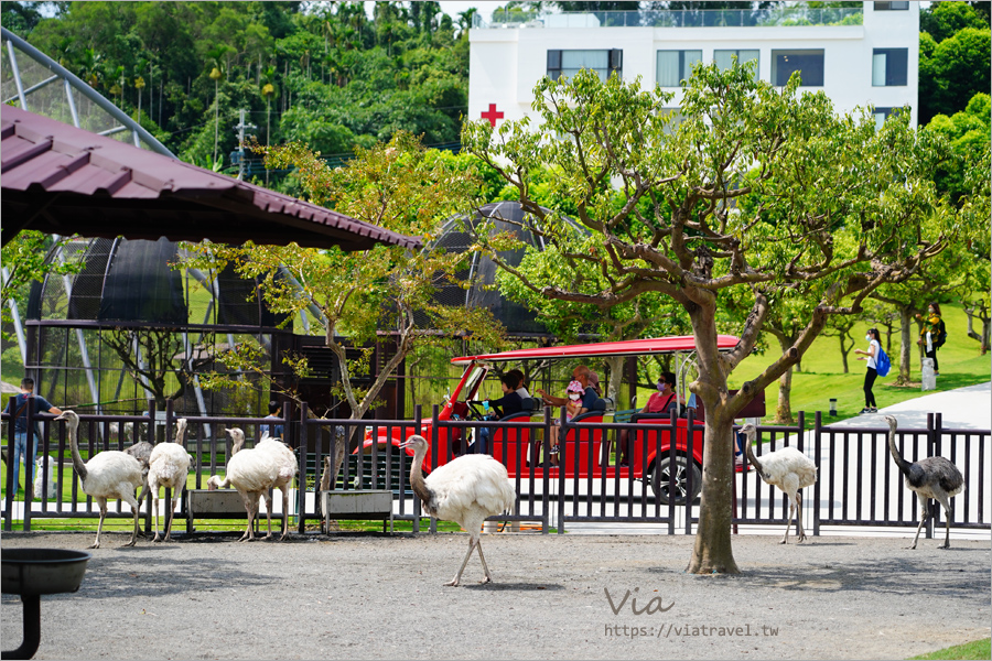 九九峰動物樂園》全新開幕！打造亞洲最大的鳥類主題樂園，超多鳥類、羊駝、狐獴等可愛動物和你近距離相見歡