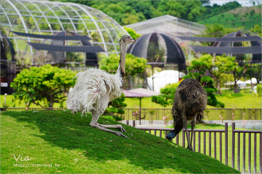 九九峰動物樂園》全新開幕！打造亞洲最大的鳥類主題樂園，超多鳥類、羊駝、狐獴等可愛動物和你近距離相見歡