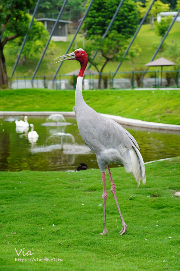 九九峰動物樂園》全新開幕！打造亞洲最大的鳥類主題樂園，超多鳥類、羊駝、狐獴等可愛動物和你近距離相見歡