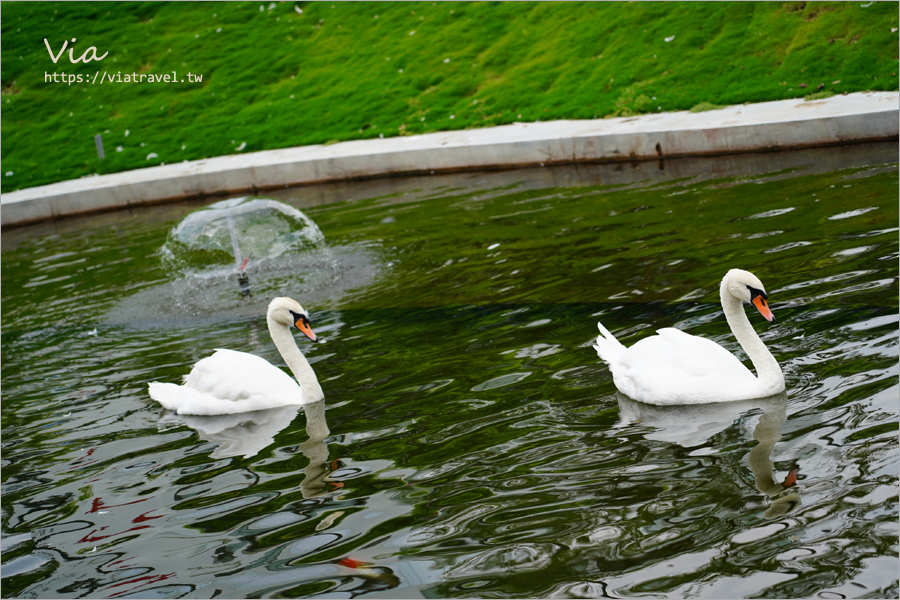 九九峰動物樂園》全新開幕！打造亞洲最大的鳥類主題樂園，超多鳥類、羊駝、狐獴等可愛動物和你近距離相見歡