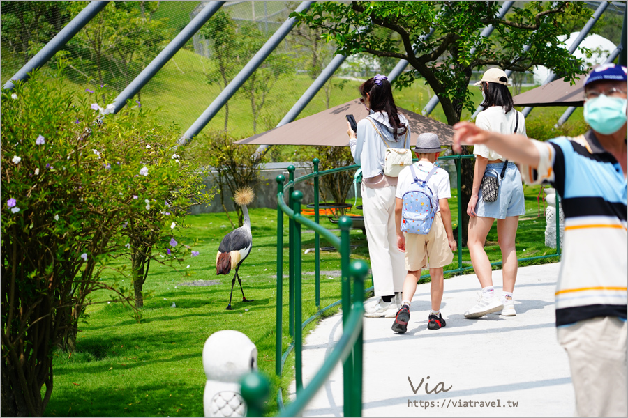 九九峰動物樂園》全新開幕！打造亞洲最大的鳥類主題樂園，超多鳥類、羊駝、狐獴等可愛動物和你近距離相見歡