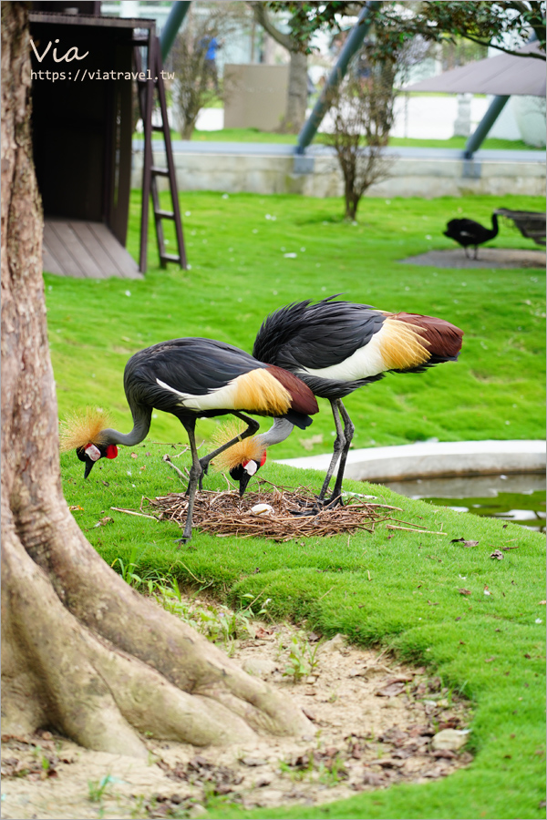 九九峰動物樂園》全新開幕！打造亞洲最大的鳥類主題樂園，超多鳥類、羊駝、狐獴等可愛動物和你近距離相見歡