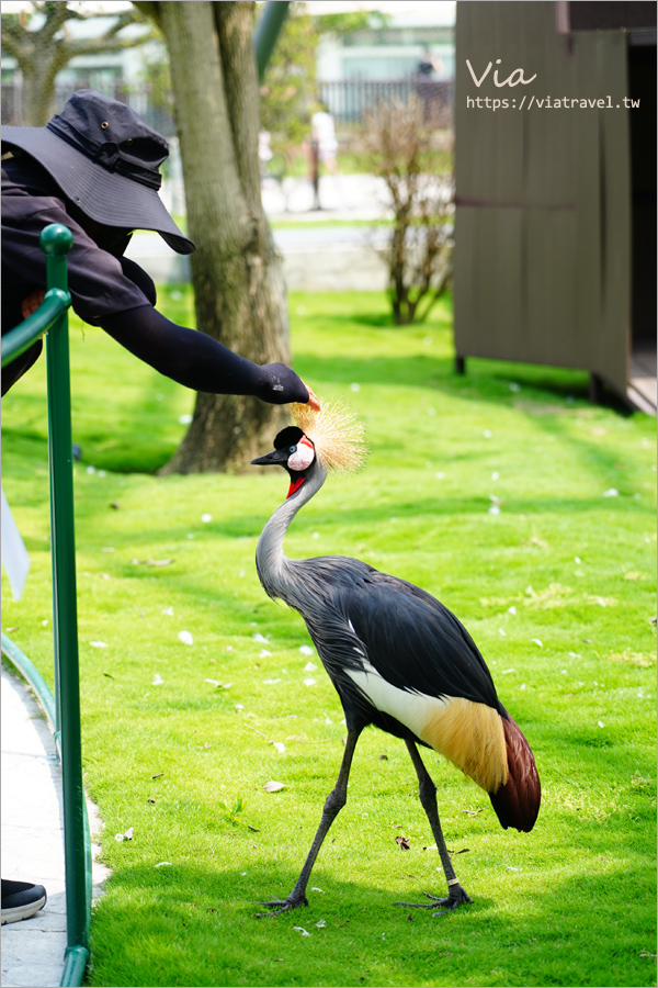 九九峰動物樂園》全新開幕！打造亞洲最大的鳥類主題樂園，超多鳥類、羊駝、狐獴等可愛動物和你近距離相見歡