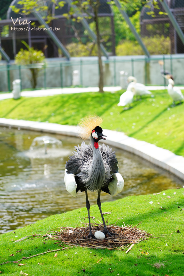 九九峰動物樂園》全新開幕！打造亞洲最大的鳥類主題樂園，超多鳥類、羊駝、狐獴等可愛動物和你近距離相見歡