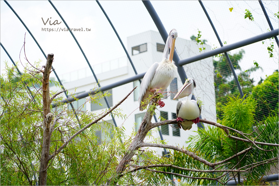 九九峰動物樂園》全新開幕！打造亞洲最大的鳥類主題樂園，超多鳥類、羊駝、狐獴等可愛動物和你近距離相見歡