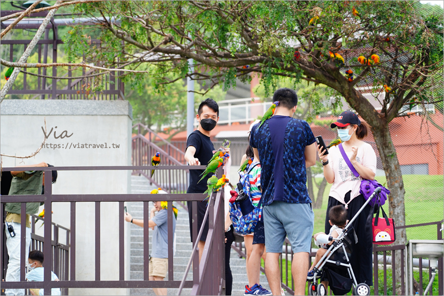 九九峰動物樂園》全新開幕！打造亞洲最大的鳥類主題樂園，超多鳥類、羊駝、狐獴等可愛動物和你近距離相見歡