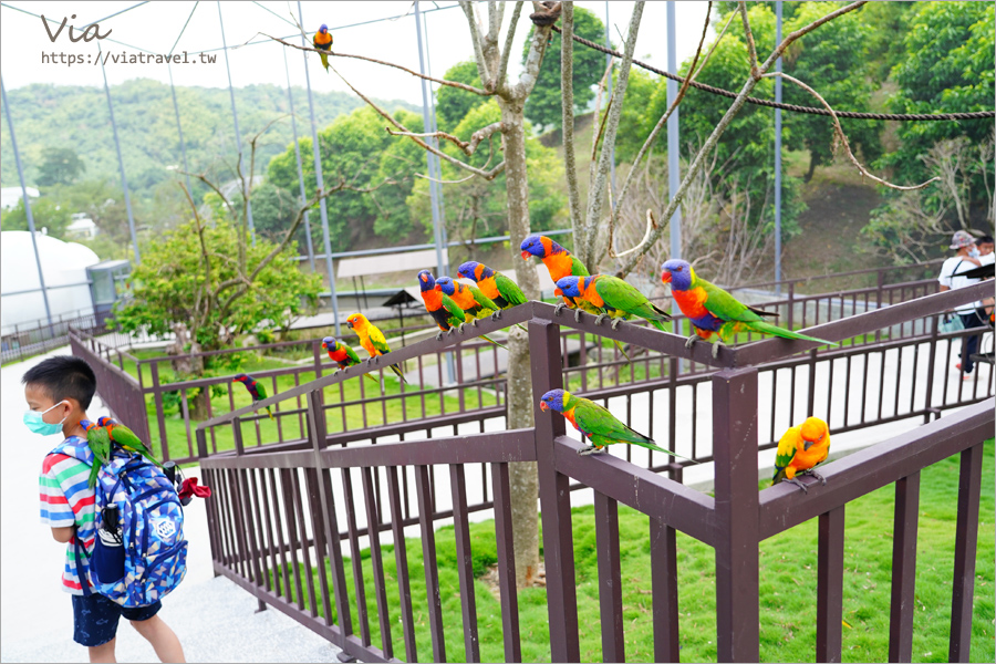 九九峰動物樂園》全新開幕！打造亞洲最大的鳥類主題樂園，超多鳥類、羊駝、狐獴等可愛動物和你近距離相見歡