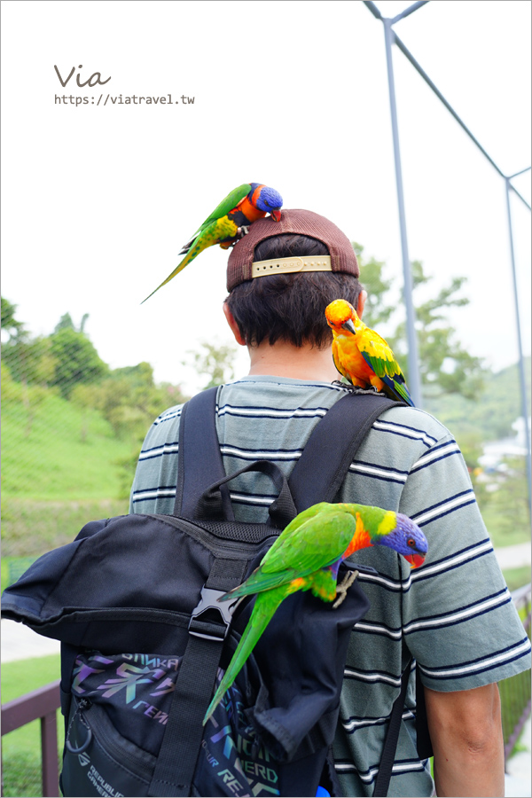 九九峰動物樂園》全新開幕！打造亞洲最大的鳥類主題樂園，超多鳥類、羊駝、狐獴等可愛動物和你近距離相見歡