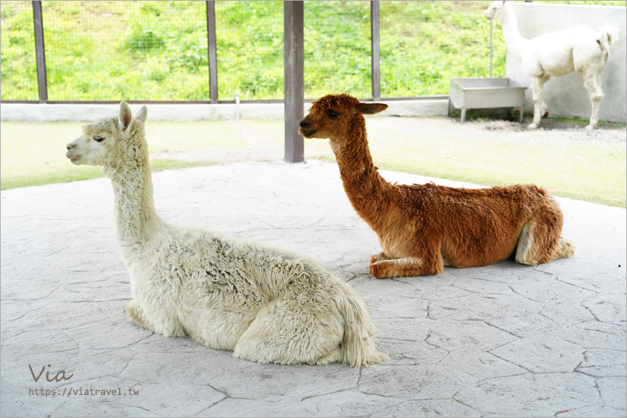 九九峰動物樂園》全新開幕！打造亞洲最大的鳥類主題樂園，超多鳥類、羊駝、狐獴等可愛動物和你近距離相見歡