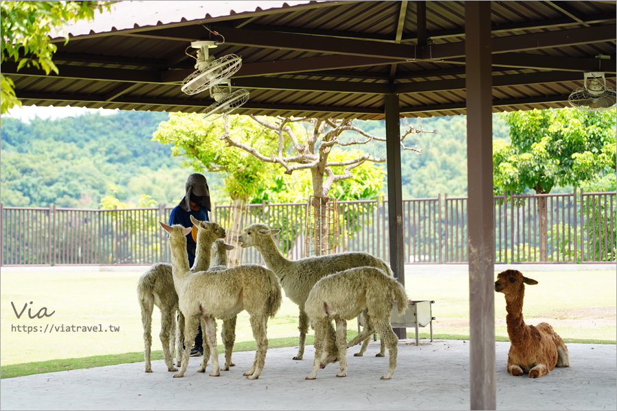 九九峰動物樂園》全新開幕！打造亞洲最大的鳥類主題樂園，超多鳥類、羊駝、狐獴等可愛動物和你近距離相見歡