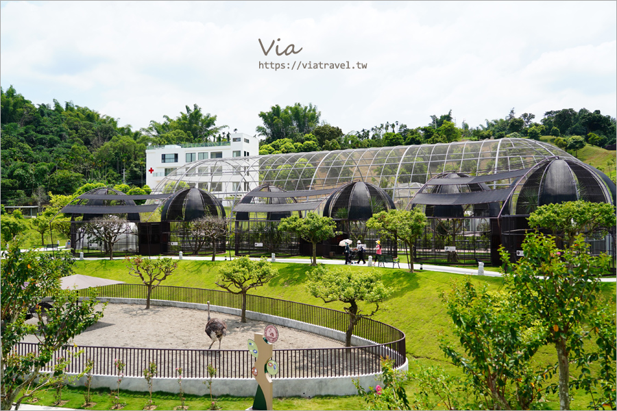 九九峰動物樂園》全新開幕！打造亞洲最大的鳥類主題樂園，超多鳥類、羊駝、狐獴等可愛動物和你近距離相見歡