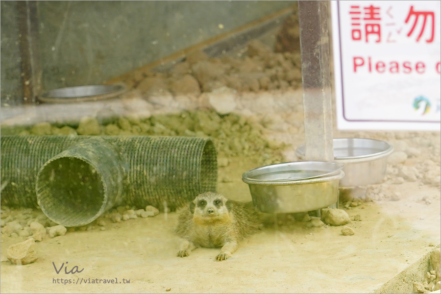 九九峰動物樂園》全新開幕！打造亞洲最大的鳥類主題樂園，超多鳥類、羊駝、狐獴等可愛動物和你近距離相見歡