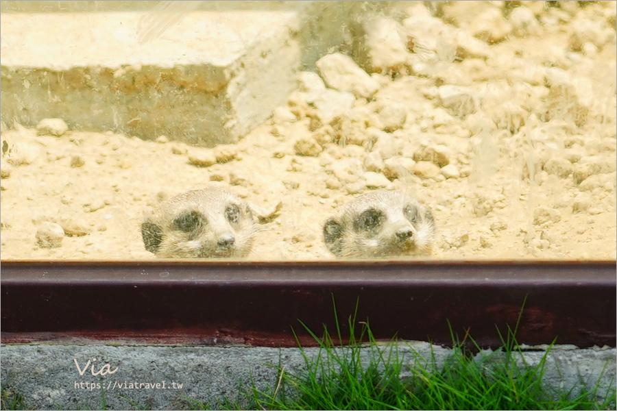 九九峰動物樂園》全新開幕！打造亞洲最大的鳥類主題樂園，超多鳥類、羊駝、狐獴等可愛動物和你近距離相見歡