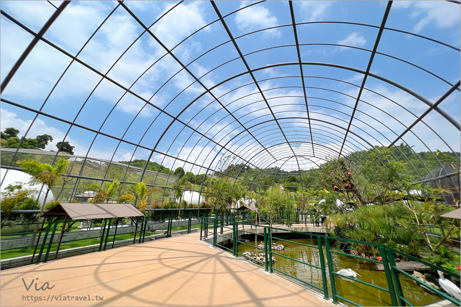 九九峰動物樂園》全新開幕！打造亞洲最大的鳥類主題樂園，超多鳥類、羊駝、狐獴等可愛動物和你近距離相見歡