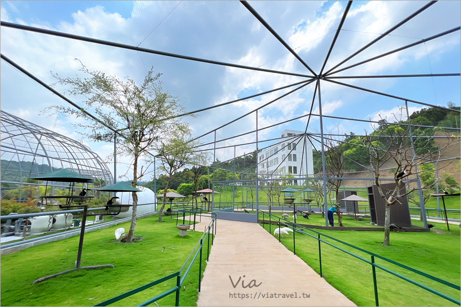 九九峰動物樂園》全新開幕！打造亞洲最大的鳥類主題樂園，超多鳥類、羊駝、狐獴等可愛動物和你近距離相見歡