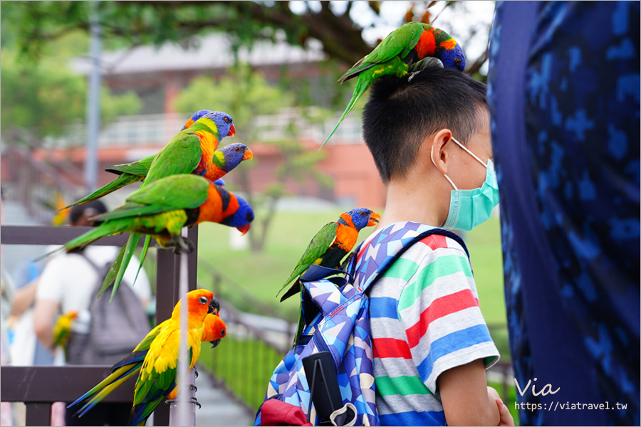 九九峰動物樂園》全新開幕！打造亞洲最大的鳥類主題樂園，超多鳥類、羊駝、狐獴等可愛動物和你近距離相見歡