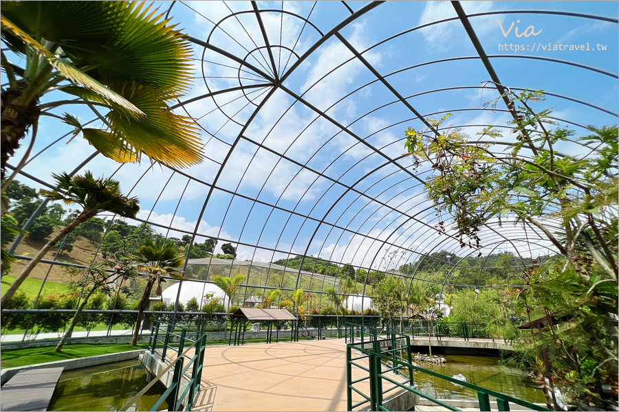 九九峰動物樂園》全新開幕！打造亞洲最大的鳥類主題樂園，超多鳥類、羊駝、狐獴等可愛動物和你近距離相見歡