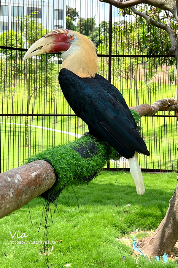 九九峰動物樂園》全新開幕！打造亞洲最大的鳥類主題樂園，超多鳥類、羊駝、狐獴等可愛動物和你近距離相見歡