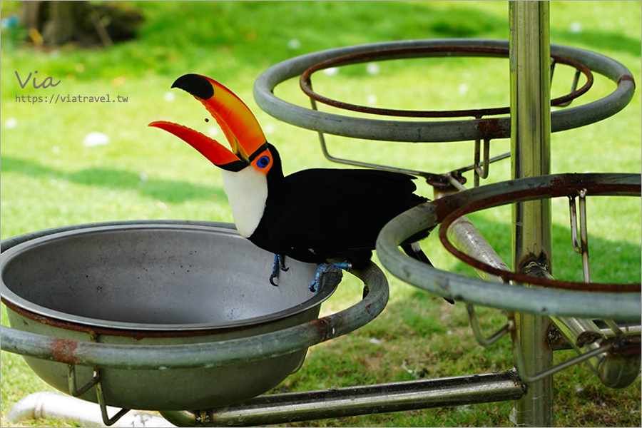 九九峰動物樂園》全新開幕！打造亞洲最大的鳥類主題樂園，超多鳥類、羊駝、狐獴等可愛動物和你近距離相見歡