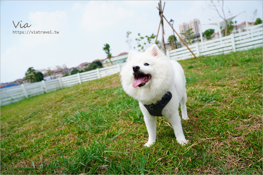 台中最新公園》太平馬卡龍公園～全台最高戶外溜滑梯玩翻天！還有專為毛小孩設計的寵物樂園，跟著Via一起來搶鮮看～