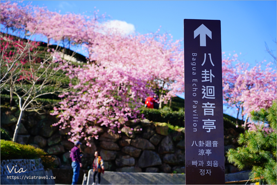 八卦茶園櫻花》山區茶園中的超夢幻櫻花隧道～八卦迴音亭粉紅色秘境炸開中