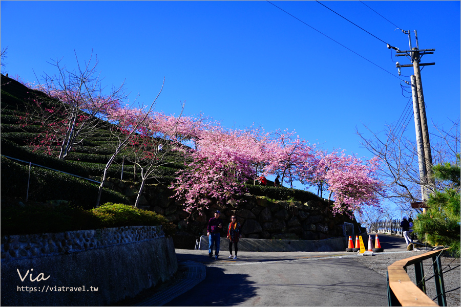 八卦茶園櫻花》山區茶園中的超夢幻櫻花隧道～八卦迴音亭粉紅色秘境炸開中