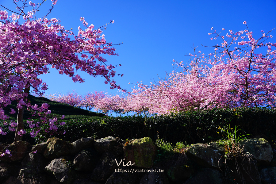 八卦茶園櫻花》山區茶園中的超夢幻櫻花隧道～八卦迴音亭粉紅色秘境炸開中