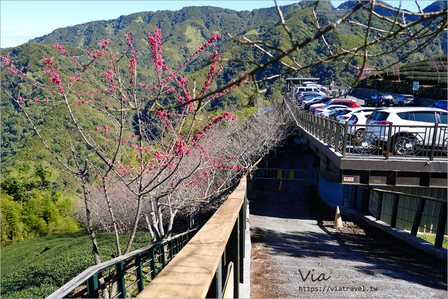 八卦茶園櫻花》山區茶園中的超夢幻櫻花隧道～八卦迴音亭粉紅色秘境炸開中