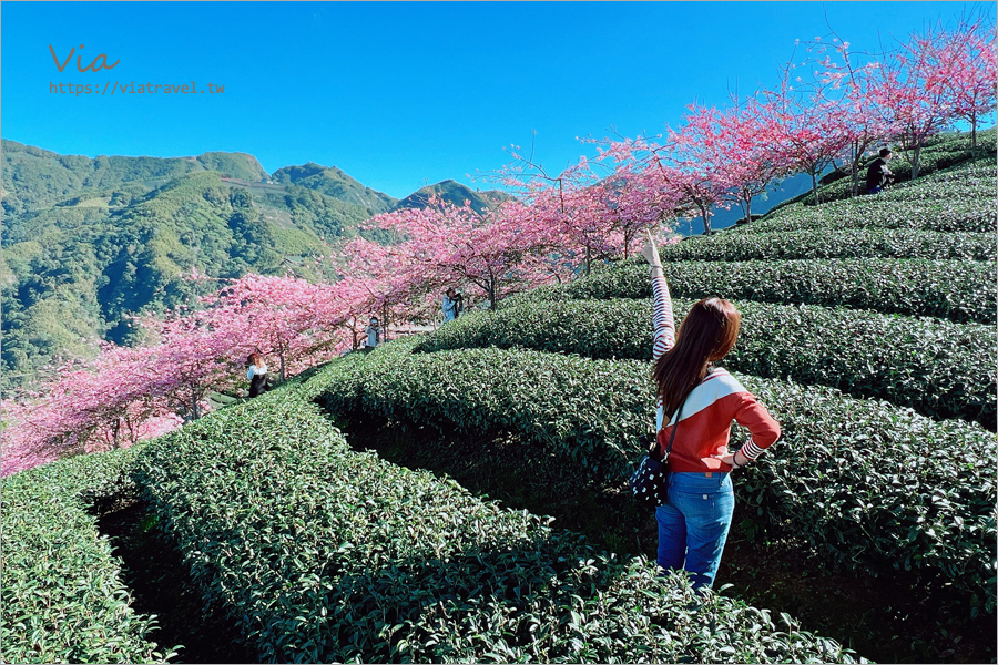 八卦茶園櫻花》山區茶園中的超夢幻櫻花隧道～八卦迴音亭粉紅色秘境炸開中