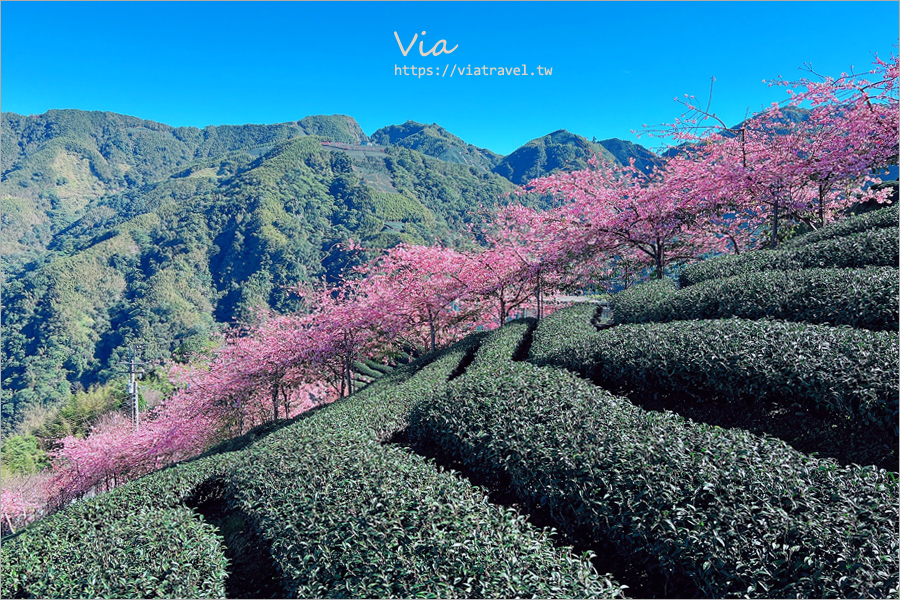 八卦茶園櫻花》山區茶園中的超夢幻櫻花隧道～八卦迴音亭粉紅色秘境炸開中