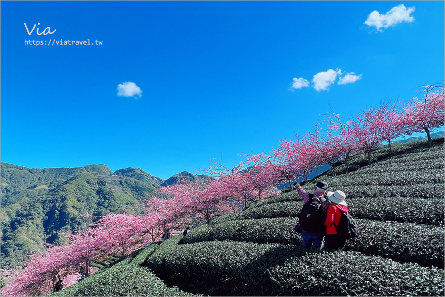 八卦茶園櫻花》山區茶園中的超夢幻櫻花隧道～八卦迴音亭粉紅色秘境炸開中