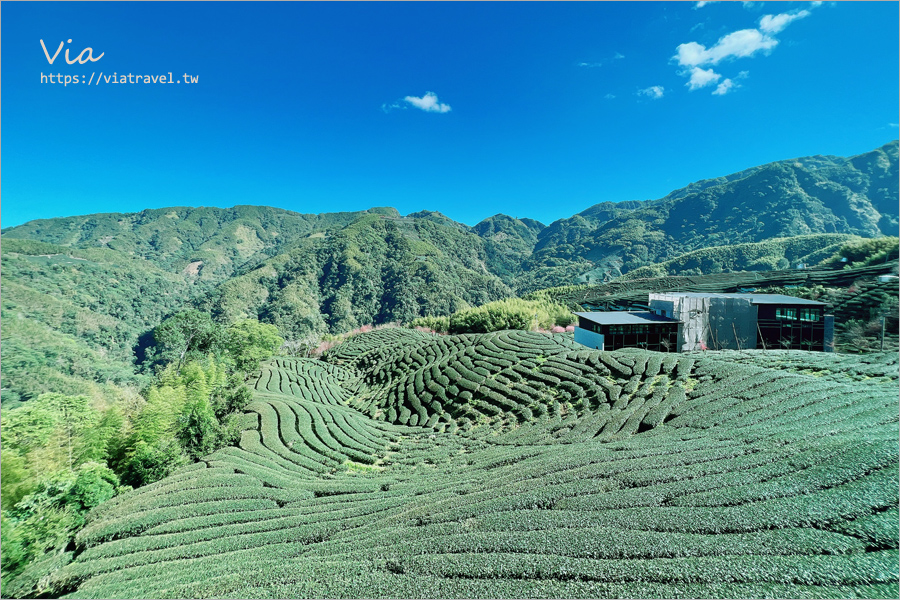 八卦茶園櫻花》山區茶園中的超夢幻櫻花隧道～八卦迴音亭粉紅色秘境炸開中