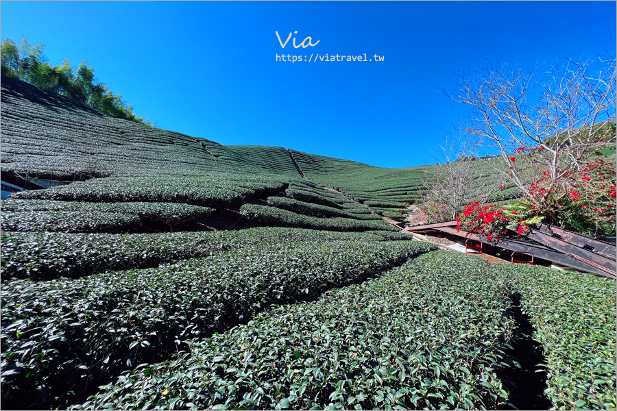 八卦茶園櫻花》山區茶園中的超夢幻櫻花隧道～八卦迴音亭粉紅色秘境炸開中