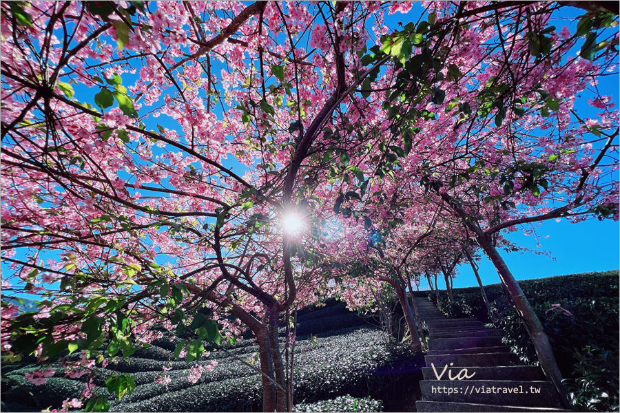 八卦茶園櫻花》山區茶園中的超夢幻櫻花隧道～八卦迴音亭粉紅色秘境炸開中