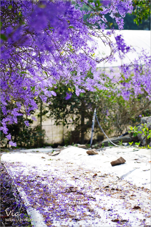 南投埔里錫葉藤》最美紫色藍花藤隧道報到！埔里南平山道田有機農場滿開中！