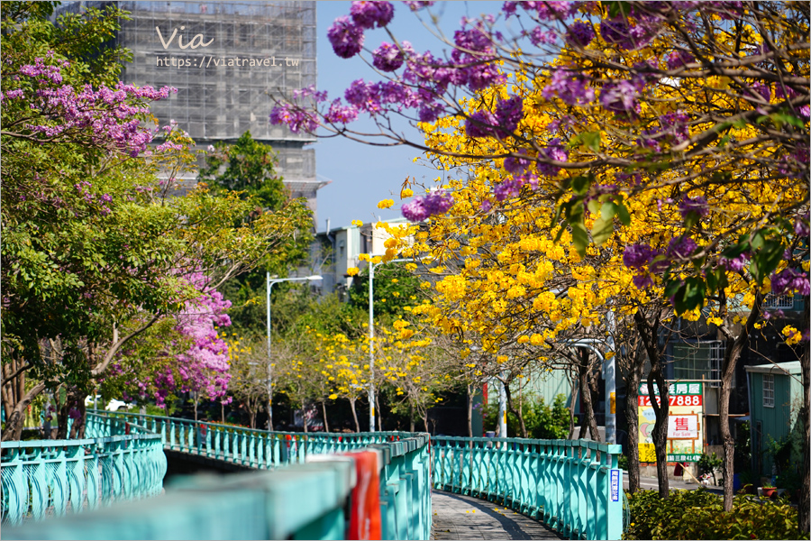 南投賞花》南投市福崗路雙色風鈴木～Tiffany色步道賞花趣，一次集滿洋紅風鈴木＋黃花風鈴木太幸福！