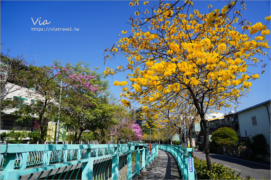 南投賞花》南投市福崗路雙色風鈴木～Tiffany色步道賞花趣，一次集滿洋紅風鈴木＋黃花風鈴木太幸福！