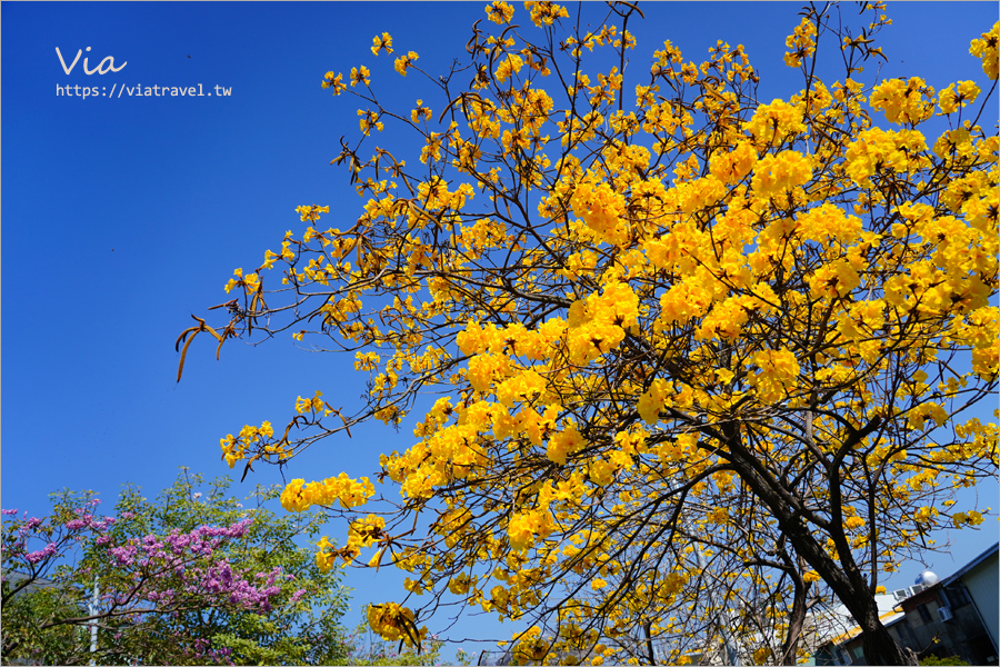 南投賞花》南投市福崗路雙色風鈴木～Tiffany色步道賞花趣，一次集滿洋紅風鈴木＋黃花風鈴木太幸福！