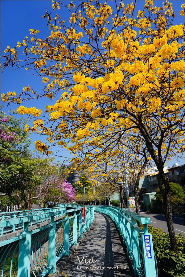 南投賞花》南投市福崗路雙色風鈴木～Tiffany色步道賞花趣，一次集滿洋紅風鈴木＋黃花風鈴木太幸福！