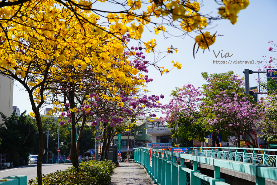 南投賞花》南投市福崗路雙色風鈴木～Tiffany色步道賞花趣，一次集滿洋紅風鈴木＋黃花風鈴木太幸福！